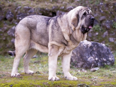Guía definitiva del perro Mastín Español: características, cuidados de esta raza