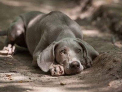 Descubre el temperamento del Braco de Weimar, una raza de perro de pelo corto