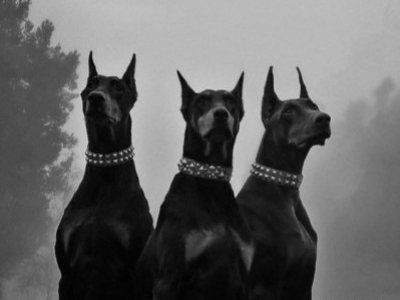 Descubre la raza de perro dóberman, una raza icónica 