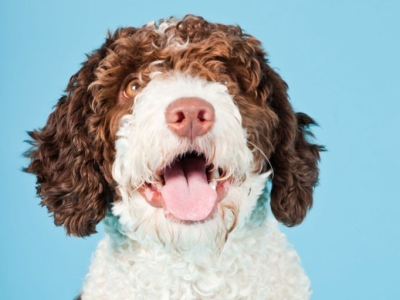 Guía definitiva del Perro de Agua Español: cuidados, carácter y curiosidades