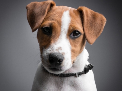 Todo sobre la raza de perro Jack Russell Terrier: Características y Cuidados 