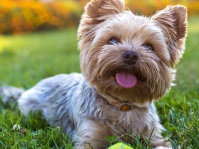 Todo sobre la raza de perro Yorkshire Terrier: Características y cuidados
