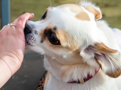 Aprende como acariciar a tu perro  y fortalecer vuestro vínculo