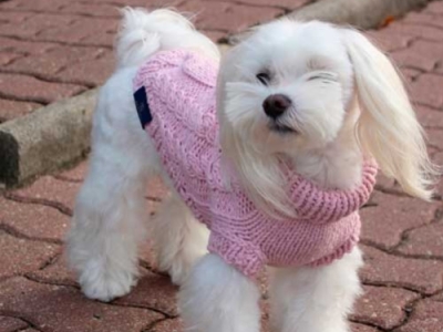 20 Gestos de nuestro perro y su significado