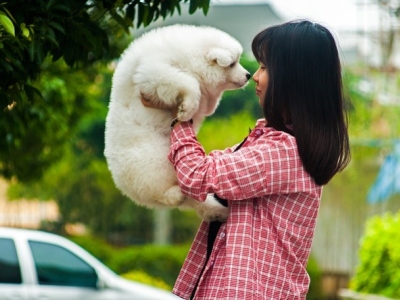 5 razones por las que tu perro lloriquea y cómo hacer que pare