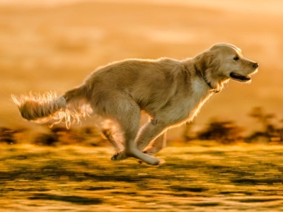 Dónde Pasear con tu Perro en Madrid si Eres Deportista