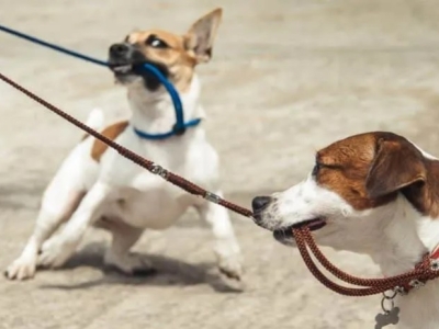 ¿Cómo enseñar a tu perro a no estirar la correa?