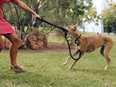 ¿Tu perro muerde la correa? Descubre cómo corregir este hábito 