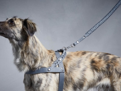 ¿Cómo elegir los mejores collares para perros según tu rutina y estilo de vida?