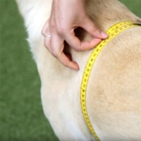 Cómo medir el chubasquero para tu perro 